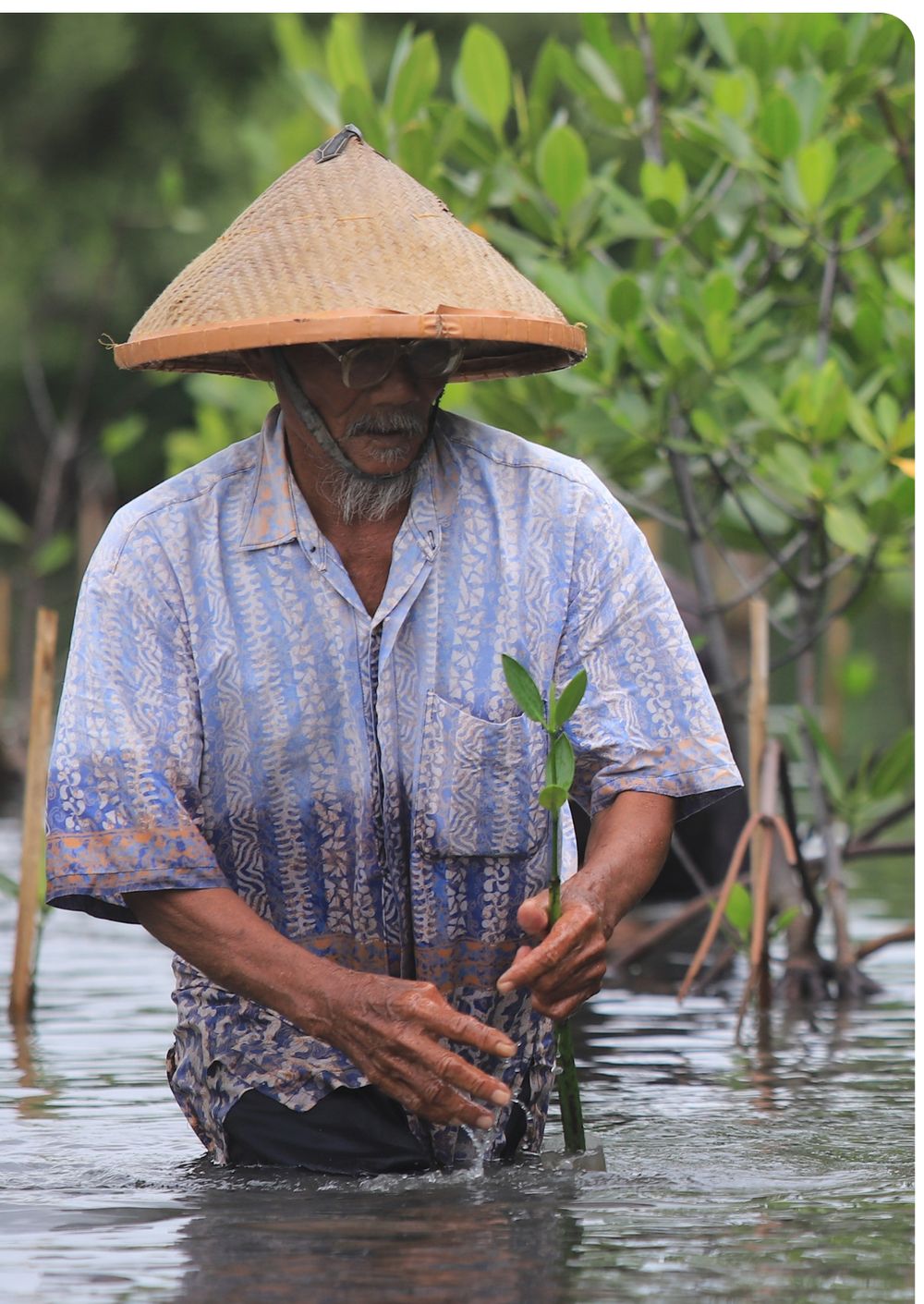 A farmer in a woven hat planting a mangrove seedling in shallow water