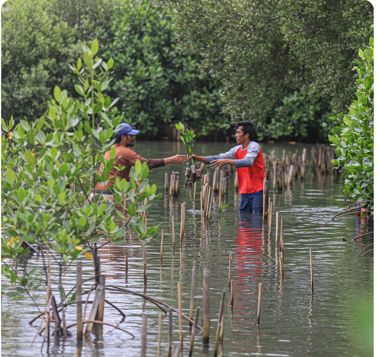 Two Folium field team members passing a mangrove seedling between them in shallow water