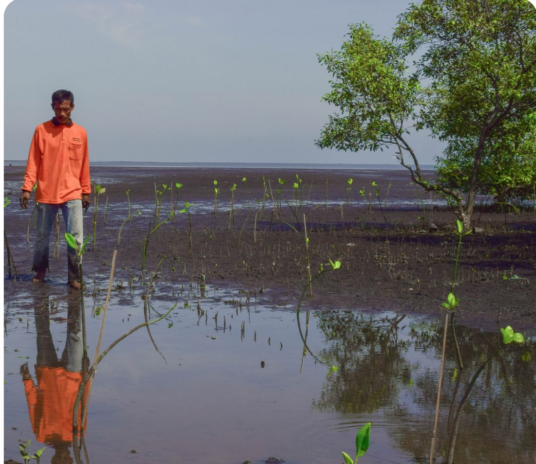A Folium field officer standing among newly planted mangrove seedlings on a tidal mudflat