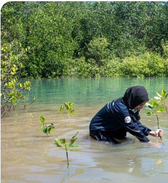 A field officer planting mangrove seedlings in clear shallow coastal water