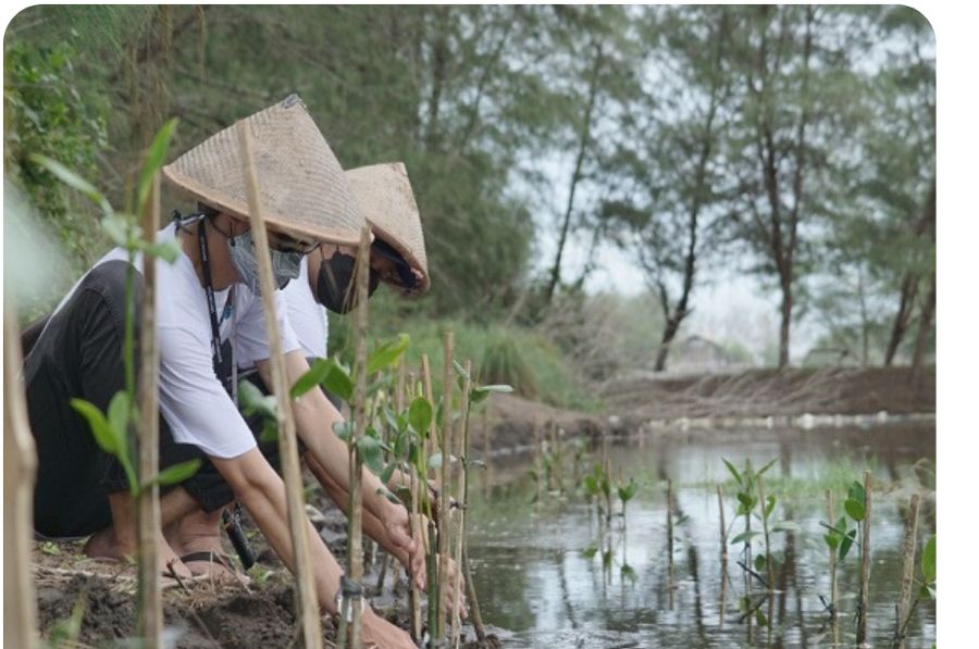 A team planting mangrove seedlings along a riverbank at Delta Progo